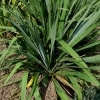 Yucca filamentosa 'Rosemarie' -- Fädige Palmlilie 